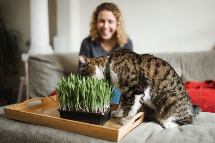猫は新鮮な緑の草を食べています
