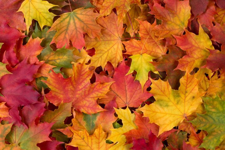 Направете декорации от есенни листа от горещо лепило