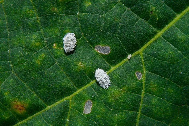 Изображение на две брашнени червеи върху повредено листо, подобно на Monstera deliciosa.