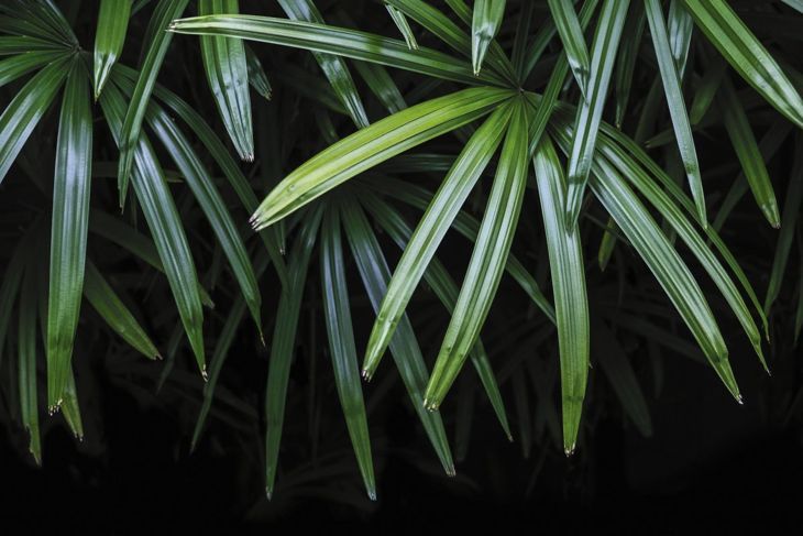 Широки дамски палми растения за пречистване на въздуха