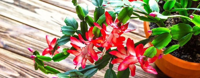 Как да се грижим за цветния коледен кактус