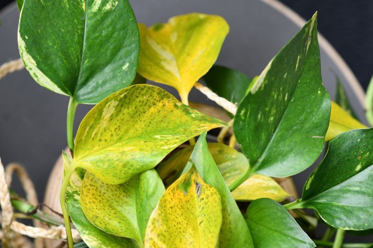 болест на листните петна по растението pothos