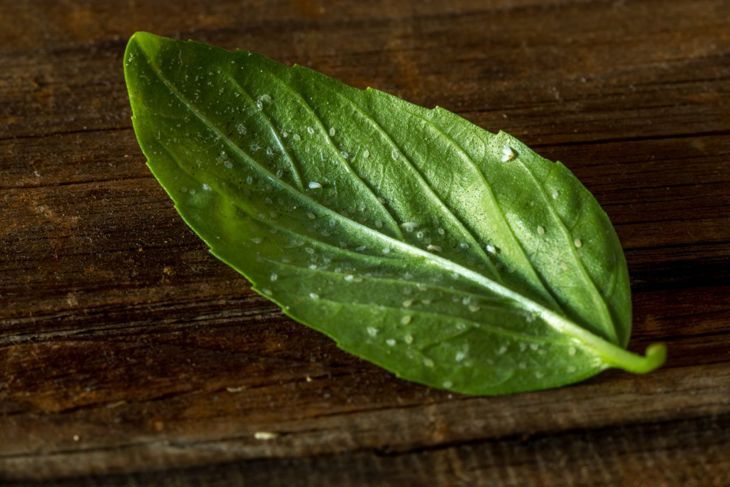 Зелени листа, заразени с вредители като белокрилка върху дървена повърхност.