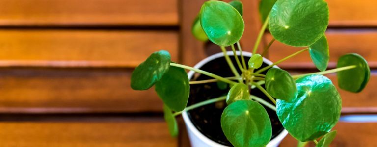 Pilea Peperomioides: Как да се насладите максимално на вашето китайско растение за пари