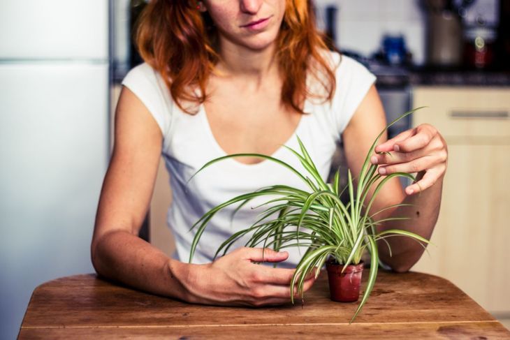 若い女性は台所で彼女のクモの植物をいじっています