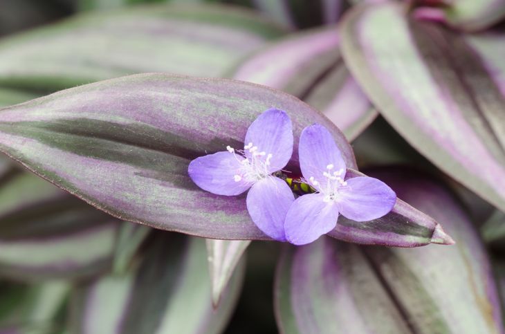 цвете Tradescantia zebrina (Zebrina pendula, скитащо еврейско растение)