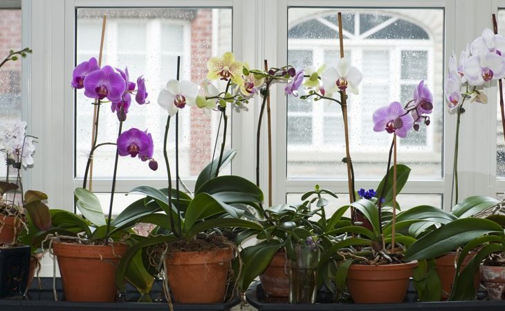 страстни орхидеи скорпиони фаленопсис