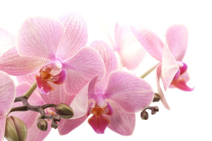 Мол Орхидея Ярко Цъфтящо Поливане