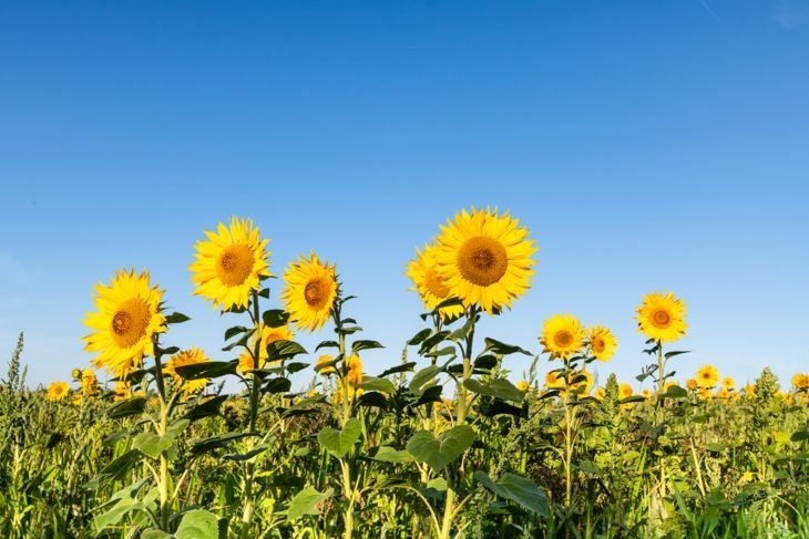 Слънчоглед, поле от слънчоглед срещу синьо лятно небе