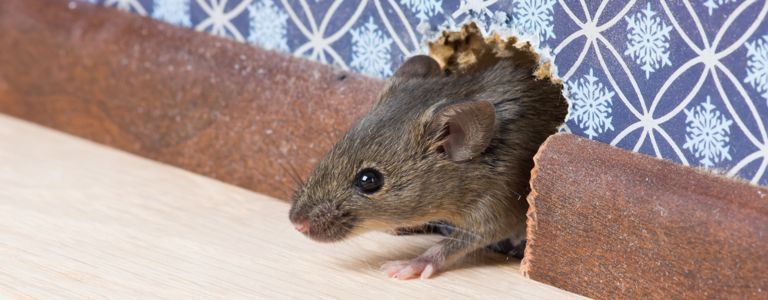 Как да се справим с заразата от мишка