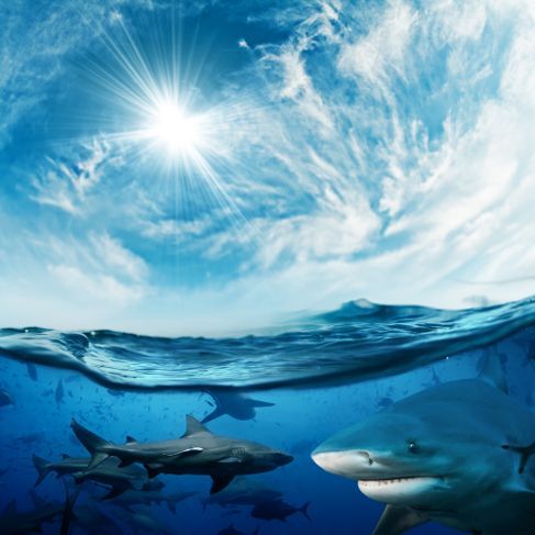 667 Красив облачен божествен фон със слънчева светлина и много опасни акули под водата концепция за дизайн