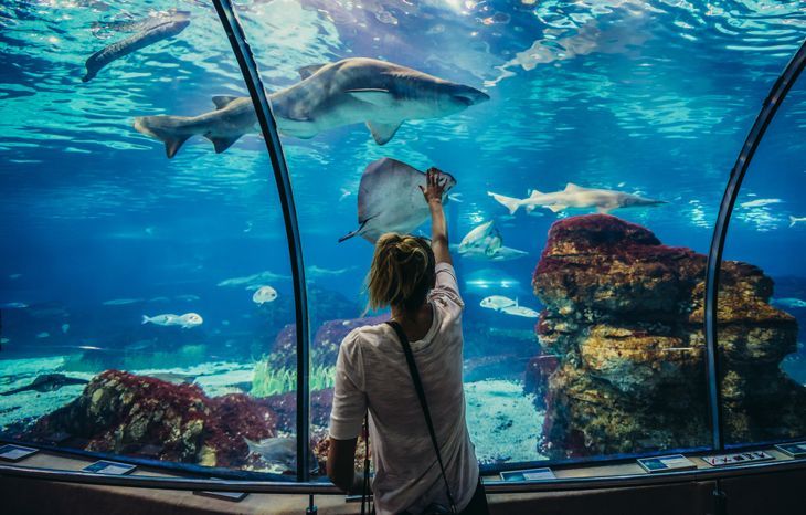 Жена гледа акула в аквариума на Барселона