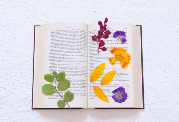 Натискане на цветя в пергамент за книги