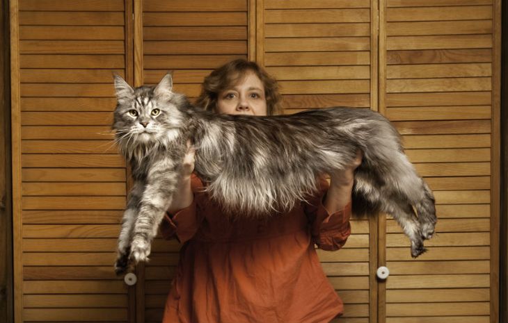 Най-дългата домашна котка някога