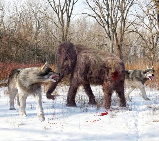 Снимки на ужасния вълк