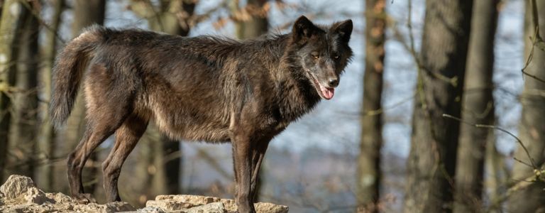 Какво е ужасен вълк? Факти за ужасния вълк