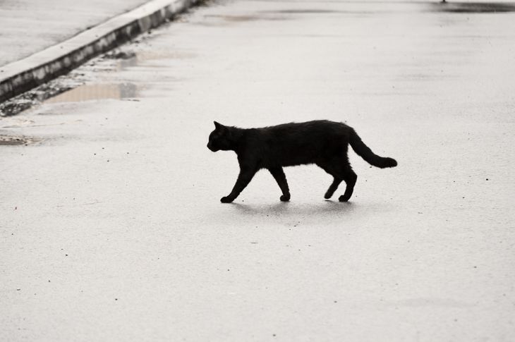 道路を横断する黒猫