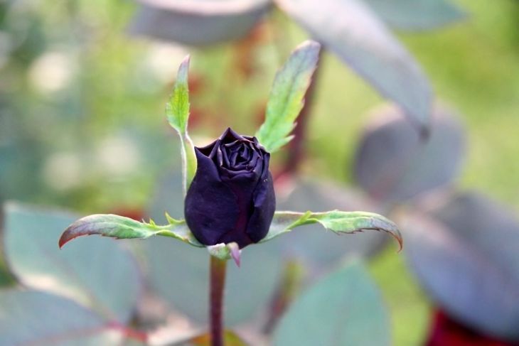 цъфтяща черна лилава роза
