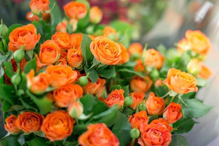 букет оранжеви рози цъфтят