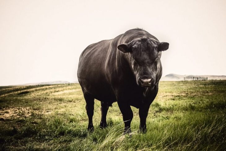 черен ангус бик