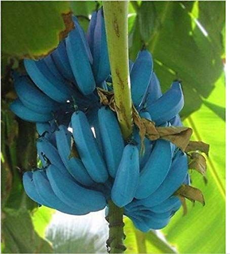 Cvetoča rastlina, Cvet, Rastlina, Modra, Družina banan, Banana, List, Drevo, Latica, Saba banana,