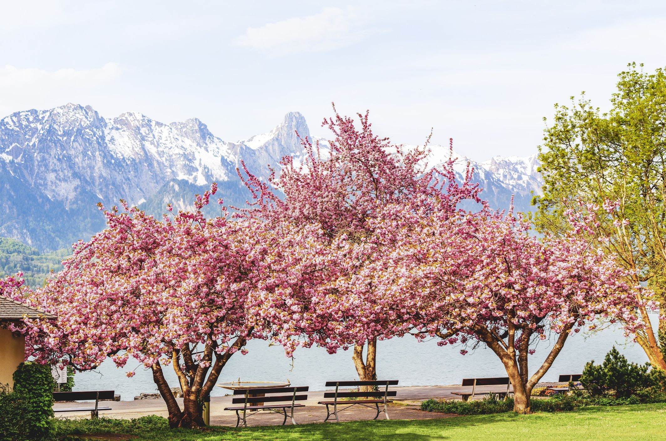 Cvetoče rožnate cvetove japonske češnje ali sakure (Prunus serrulata ali Kanzan) s klopjo ob jezeru in gori