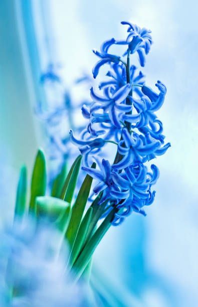 modri hijacint spomladansko cvetje blizu okna