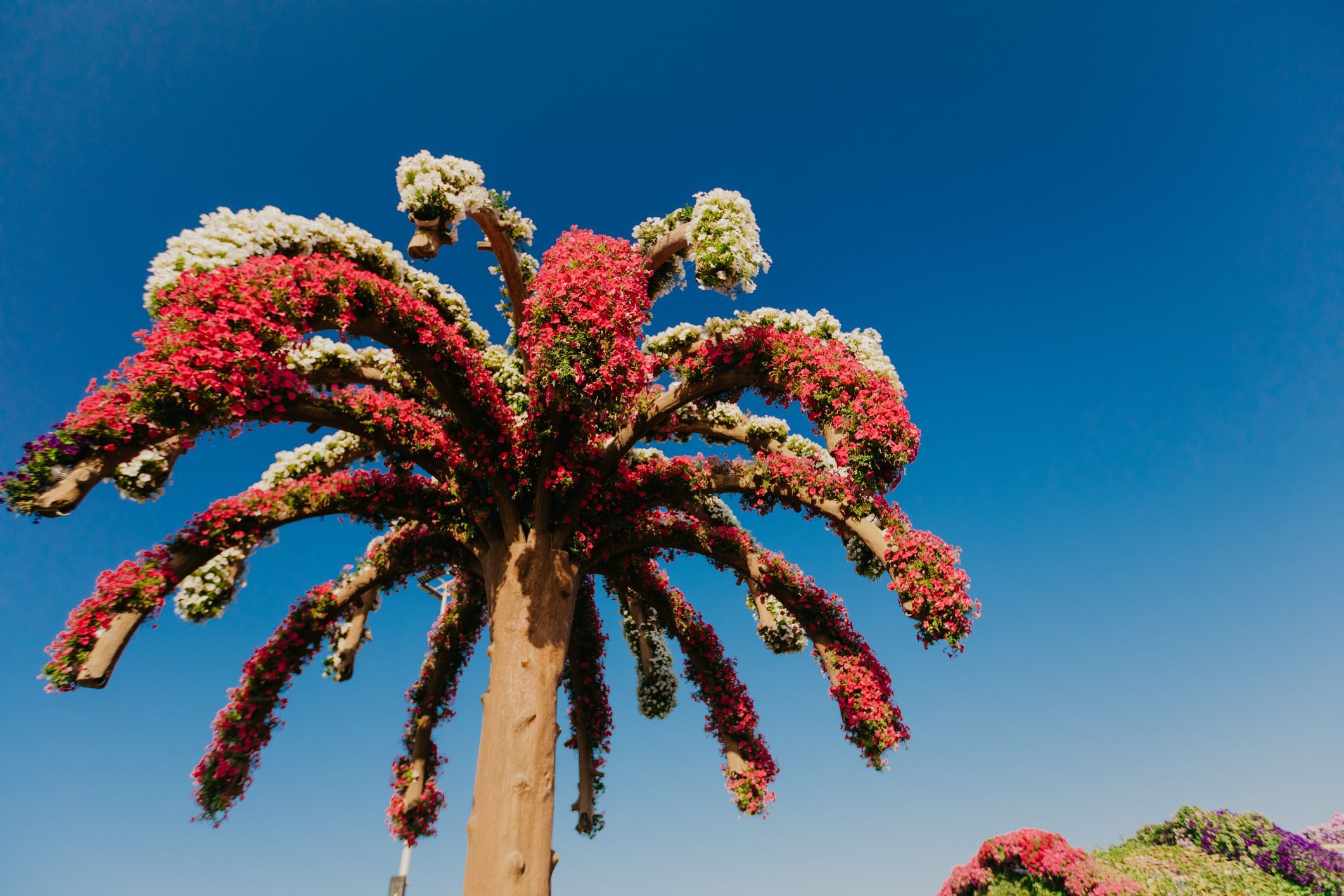 Dubaj, Združeni arabski emirati 5. januarja 2019 čudežni vrt v Dubaju z več kot 45 milijoni cvetov v sončnem dnevu, slika Združenih arabskih emiratov